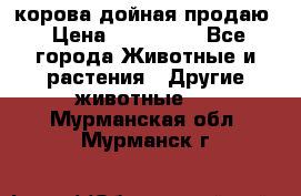 корова дойная продаю › Цена ­ 100 000 - Все города Животные и растения » Другие животные   . Мурманская обл.,Мурманск г.